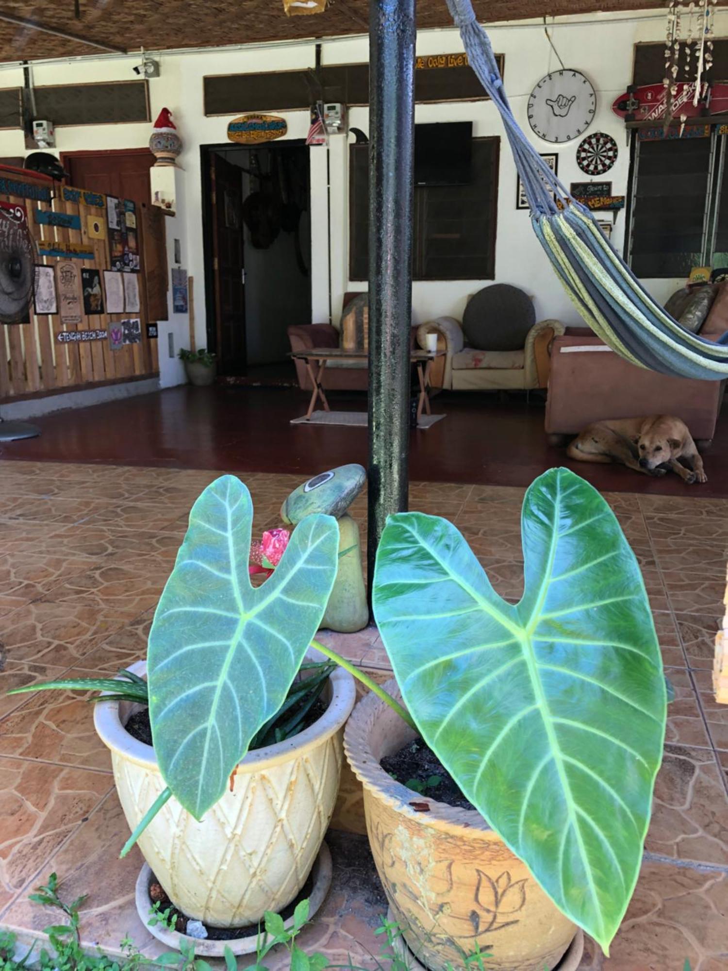Shaka Garden House Langkawi Leilighet Pantai Cenang  Eksteriør bilde